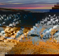 Phillip Island Tour from Melbourne - New South Wales Tourism 