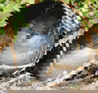 Phillip Island Penguin Parade Evening Tour - New South Wales Tourism 