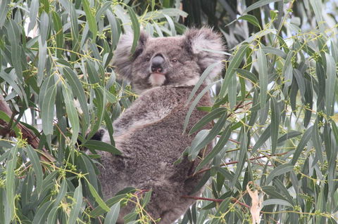 Koalas And Kangaroo In The Wild Tour From Melbourne - New South Wales Tourism  9