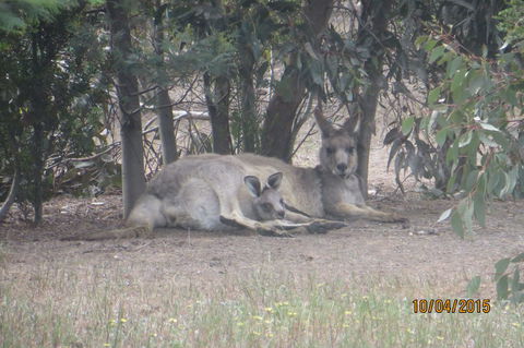 Koalas And Kangaroo In The Wild Tour From Melbourne - New South Wales Tourism  14