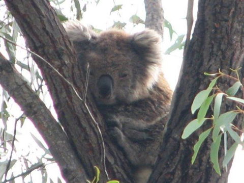 Koalas And Kangaroo In The Wild Tour From Melbourne - New South Wales Tourism  22