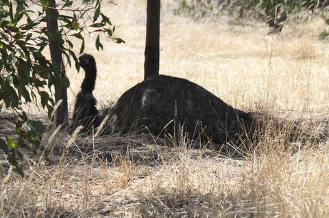 Koalas And Kangaroo In The Wild Tour From Melbourne - New South Wales Tourism  8