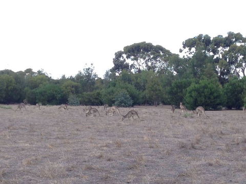 Koalas And Kangaroo In The Wild Tour From Melbourne - New South Wales Tourism  11