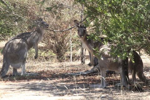 Koalas And Kangaroo In The Wild Tour From Melbourne - New South Wales Tourism  6