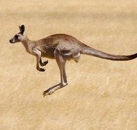 Koalas and Kangaroo in the Wild Tour from Melbourne - New South Wales Tourism 