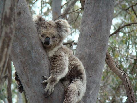 Koalas And Kangaroo In The Wild Tour From Melbourne - New South Wales Tourism  21