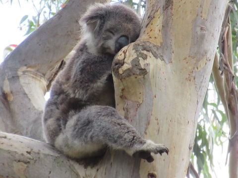 Koalas And Kangaroo In The Wild Tour From Melbourne - New South Wales Tourism  17