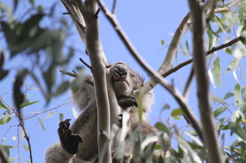Koalas And Kangaroo In The Wild Tour From Melbourne - New South Wales Tourism  10