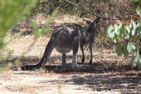 Koalas And Kangaroo In The Wild Tour From Melbourne - New South Wales Tourism  3