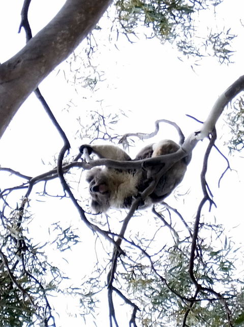 Koalas And Kangaroo In The Wild Tour From Melbourne - New South Wales Tourism  2