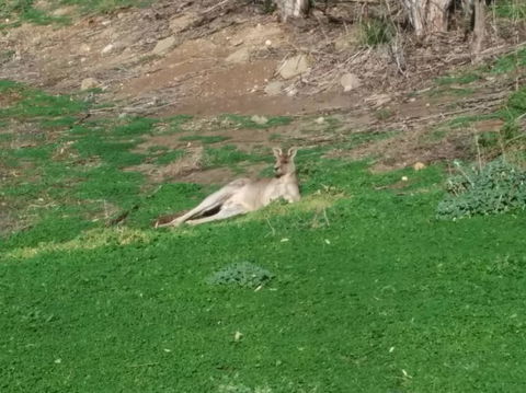 Koalas And Kangaroo In The Wild Tour From Melbourne - New South Wales Tourism  16