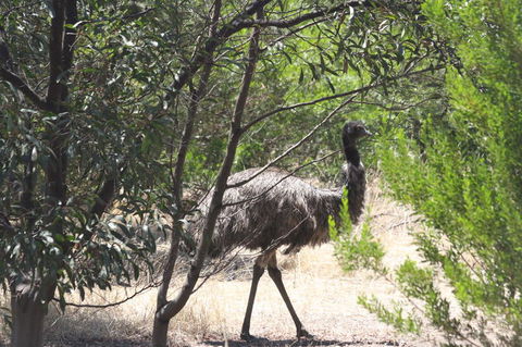 Koalas And Kangaroo In The Wild Tour From Melbourne - New South Wales Tourism  7