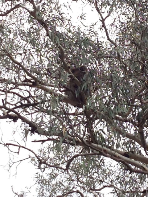 Koalas And Kangaroo In The Wild Tour From Melbourne - New South Wales Tourism  13