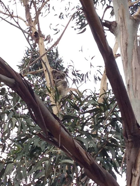 Koalas And Kangaroo In The Wild Tour From Melbourne - New South Wales Tourism  12