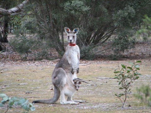 Koalas And Kangaroo In The Wild Tour From Melbourne - New South Wales Tourism  25