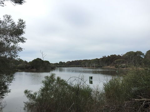Koalas And Kangaroo In The Wild Tour From Melbourne - New South Wales Tourism  15