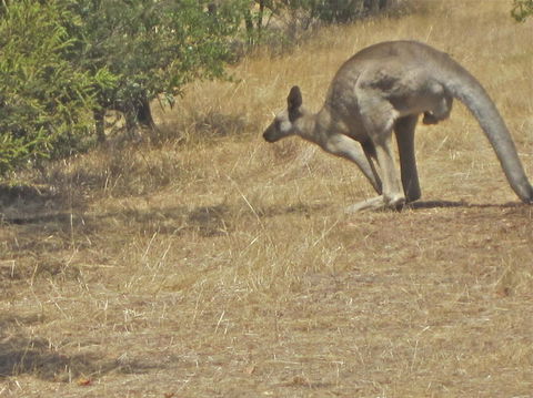 Koalas And Kangaroo In The Wild Tour From Melbourne - New South Wales Tourism  18