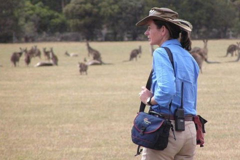 Koalas And Kangaroo In The Wild Tour From Melbourne - New South Wales Tourism  30