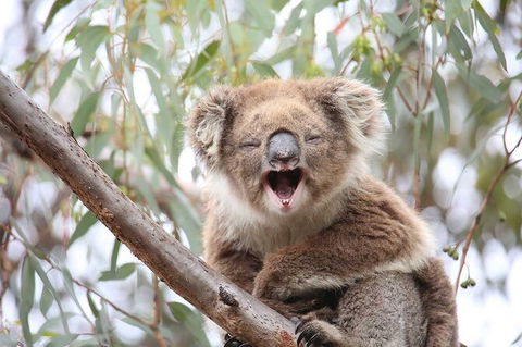 Koalas And Kangaroo In The Wild Tour From Melbourne - New South Wales Tourism  28