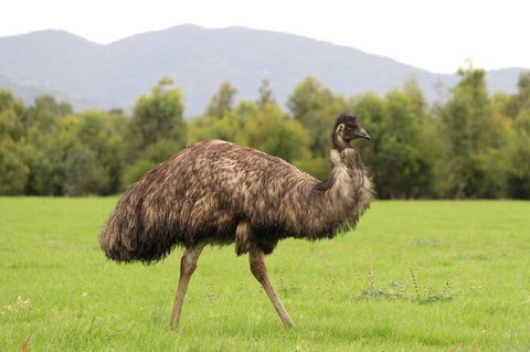 Koalas And Kangaroo In The Wild Tour From Melbourne - New South Wales Tourism  29