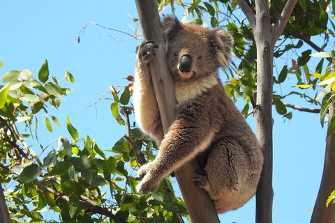 Koalas And Kangaroo In The Wild Tour From Melbourne - New South Wales Tourism  31