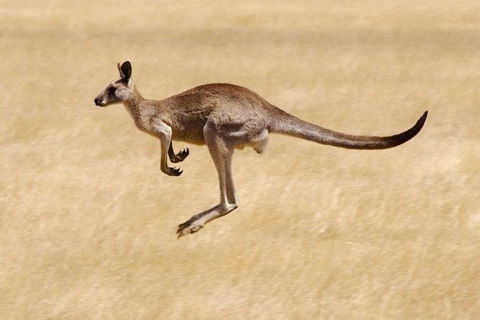 Koalas And Kangaroo In The Wild Tour From Melbourne - New South Wales Tourism  26