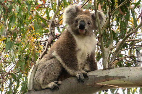 Koalas And Kangaroo In The Wild Tour From Melbourne - New South Wales Tourism  34