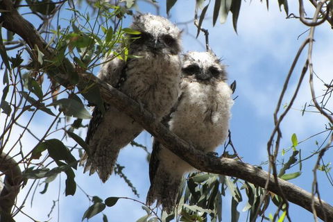 Koalas And Kangaroo In The Wild Tour From Melbourne - New South Wales Tourism  36