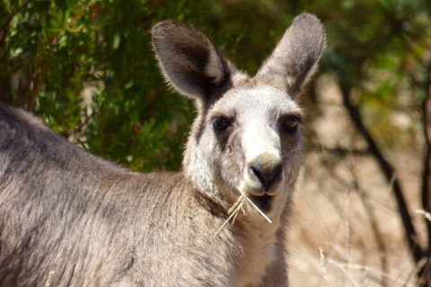 Koalas And Kangaroo In The Wild Tour From Melbourne - New South Wales Tourism  32