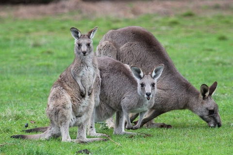 Koalas And Kangaroo In The Wild Tour From Melbourne - New South Wales Tourism  38
