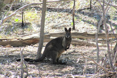 Koalas And Kangaroo In The Wild Tour From Melbourne - New South Wales Tourism  37