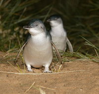 Express Expedition to Phillip Island Penguin Wildlife Encounter Evening Tour - New South Wales Tourism 