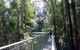 12 Apostles And Otway Fly Zipline Day Trip From Melbourne - thumb 10