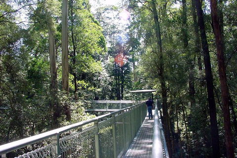 12 Apostles And Otway Fly Zipline Day Trip From Melbourne - New South Wales Tourism  10