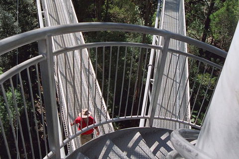 12 Apostles And Otway Fly Zipline Day Trip From Melbourne - New South Wales Tourism  4
