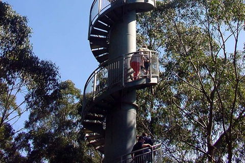 12 Apostles And Otway Fly Zipline Day Trip From Melbourne - New South Wales Tourism  13