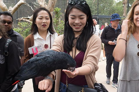Puffing Billy, Moonlit Sanctuary & Penguins Day Tour - New South Wales Tourism  0