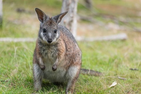 Puffing Billy, Moonlit Sanctuary & Penguins Day Tour - New South Wales Tourism  16