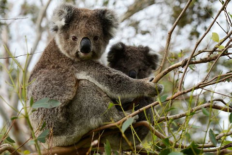Puffing Billy, Moonlit Sanctuary & Penguins Day Tour - New South Wales Tourism  8