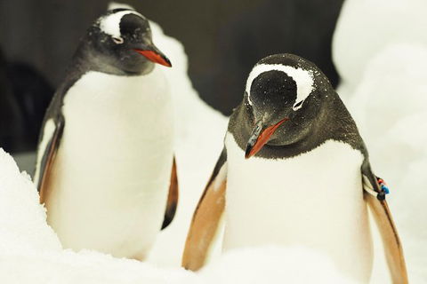 Penguin Passport At SEA LIFE Melbourne Aquarium - New South Wales Tourism  6