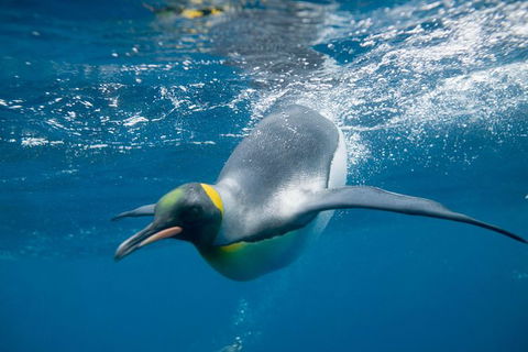 Penguin Passport At SEA LIFE Melbourne Aquarium - New South Wales Tourism  3