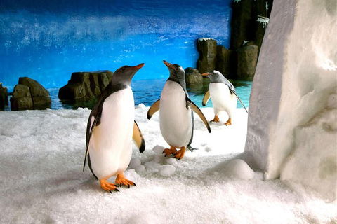 Penguin Passport At SEA LIFE Melbourne Aquarium - New South Wales Tourism  5