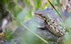 Small-Group Grampians Great Wilderness Escape Day Trip With Hiking - thumb 8