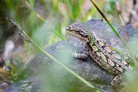 Small-Group Grampians Great Wilderness Escape Day Trip With Hiking - New South Wales Tourism  8