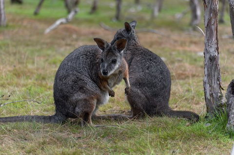 Phillip Island Penguin Parade Express Tour From Melbourne - New South Wales Tourism  1