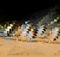 Phillip Island Penguin Parade Express Tour from Melbourne - New South Wales Tourism 