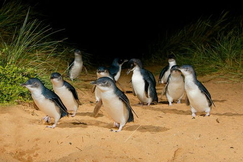 Phillip Island Penguin Parade Express Tour From Melbourne - New South Wales Tourism  2
