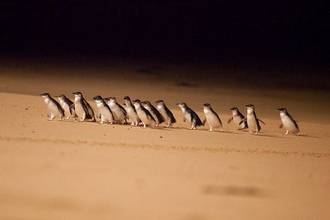 Phillip Island Penguin Parade Express Tour From Melbourne - New South Wales Tourism  5