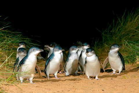 Phillip Island Penguin Parade Express Tour From Melbourne - New South Wales Tourism  3