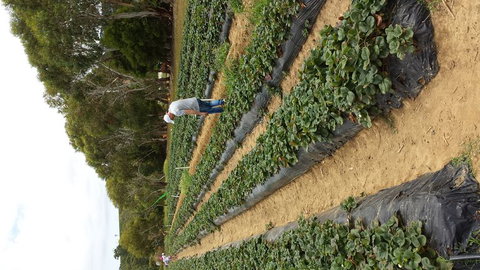 Mornington Peninsula Including Strawberry Farm Day Tour From Melbourne - New South Wales Tourism  2